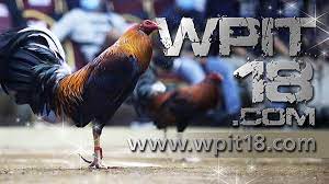 What is Wpit18 Sabong and How to Register and Login to Wpit18 Dashboard